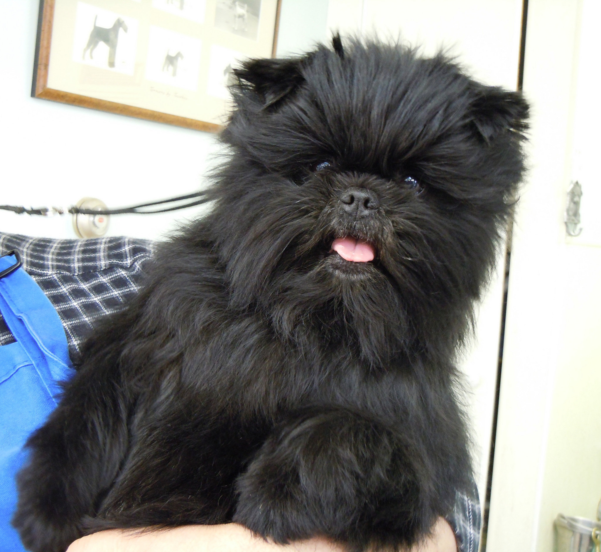 Image of Affenpinscher