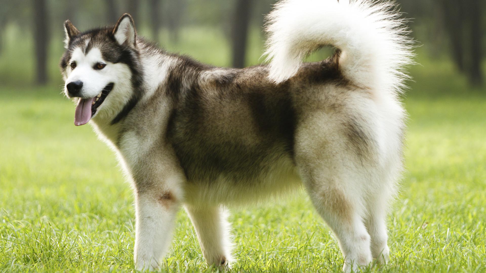 Image of Alaskan Malamute