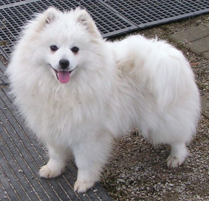 Image of American Eskimo Dog (Miniature)