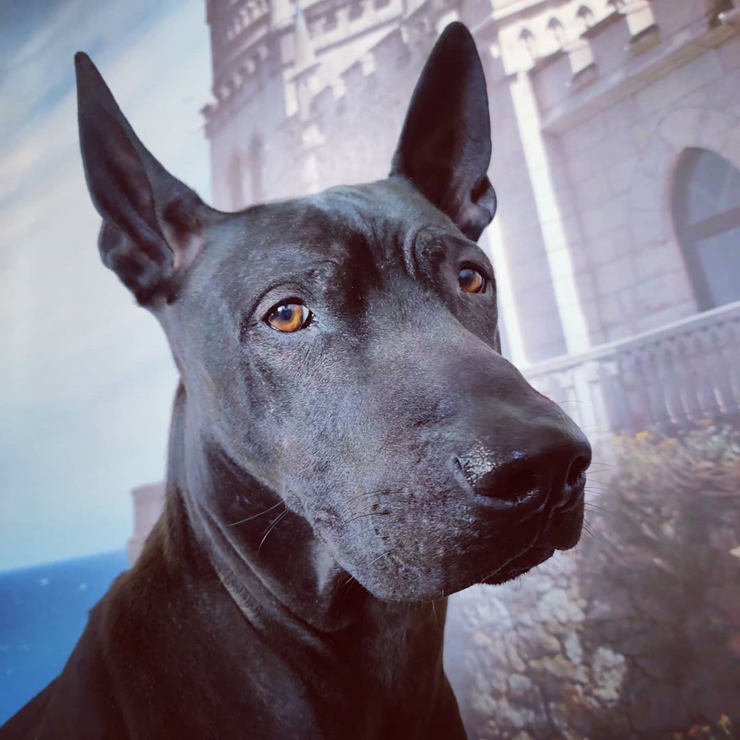 Image of Thai Ridgeback