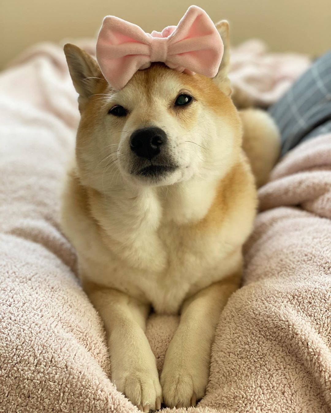 Image of Shiba Inu