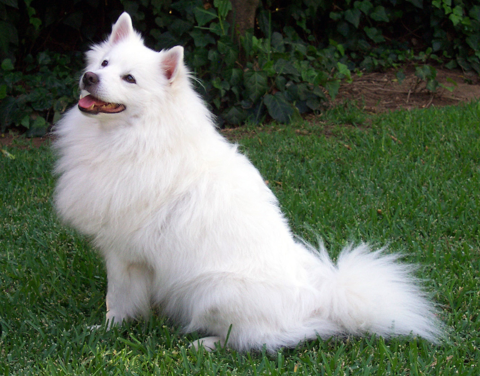 Image of American Eskimo Dog