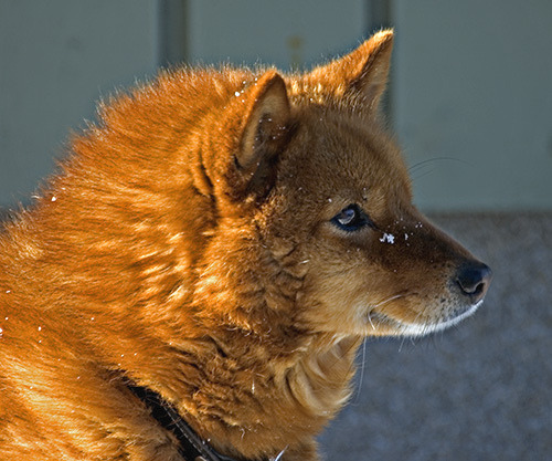 Finnish Spitz