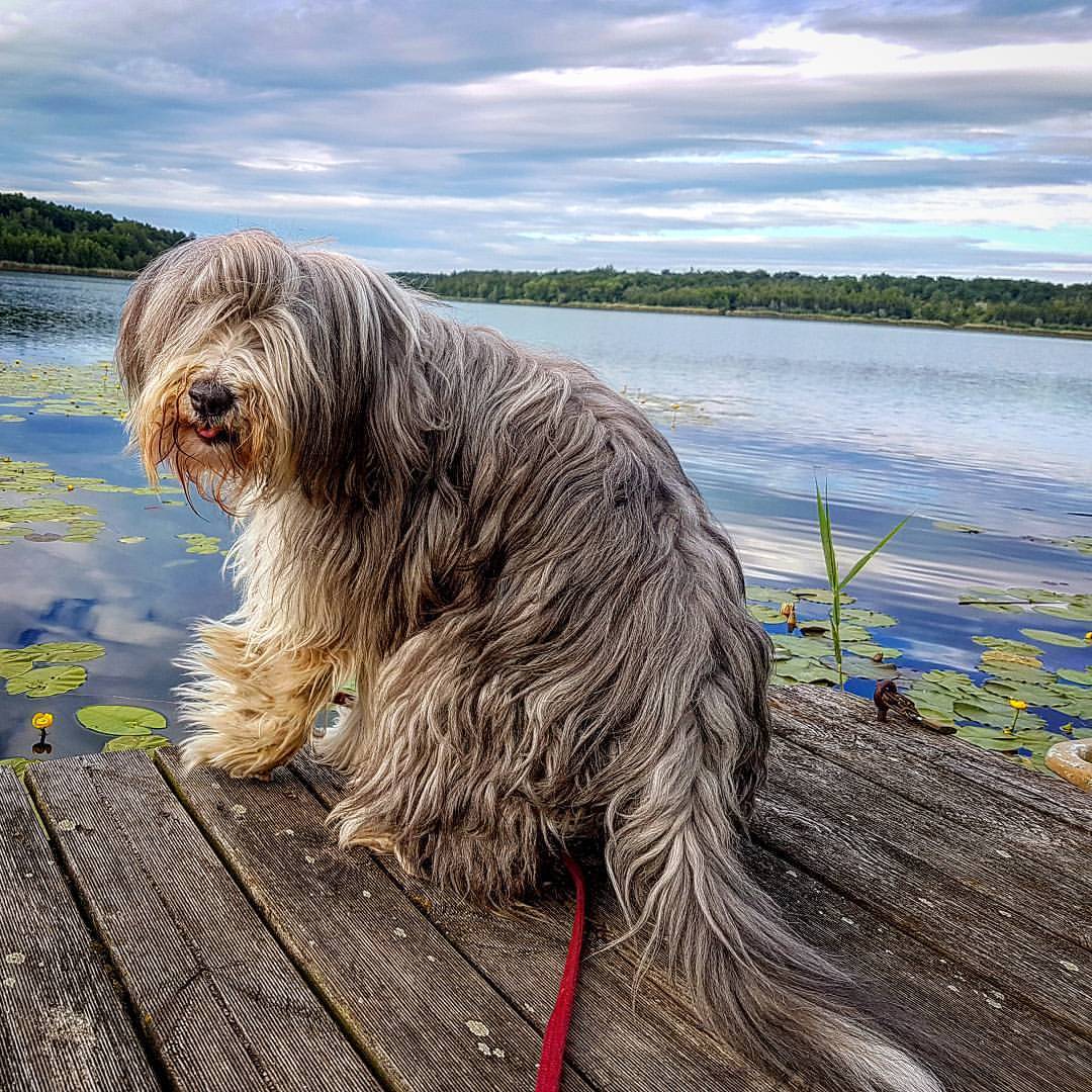 Bearded Collie