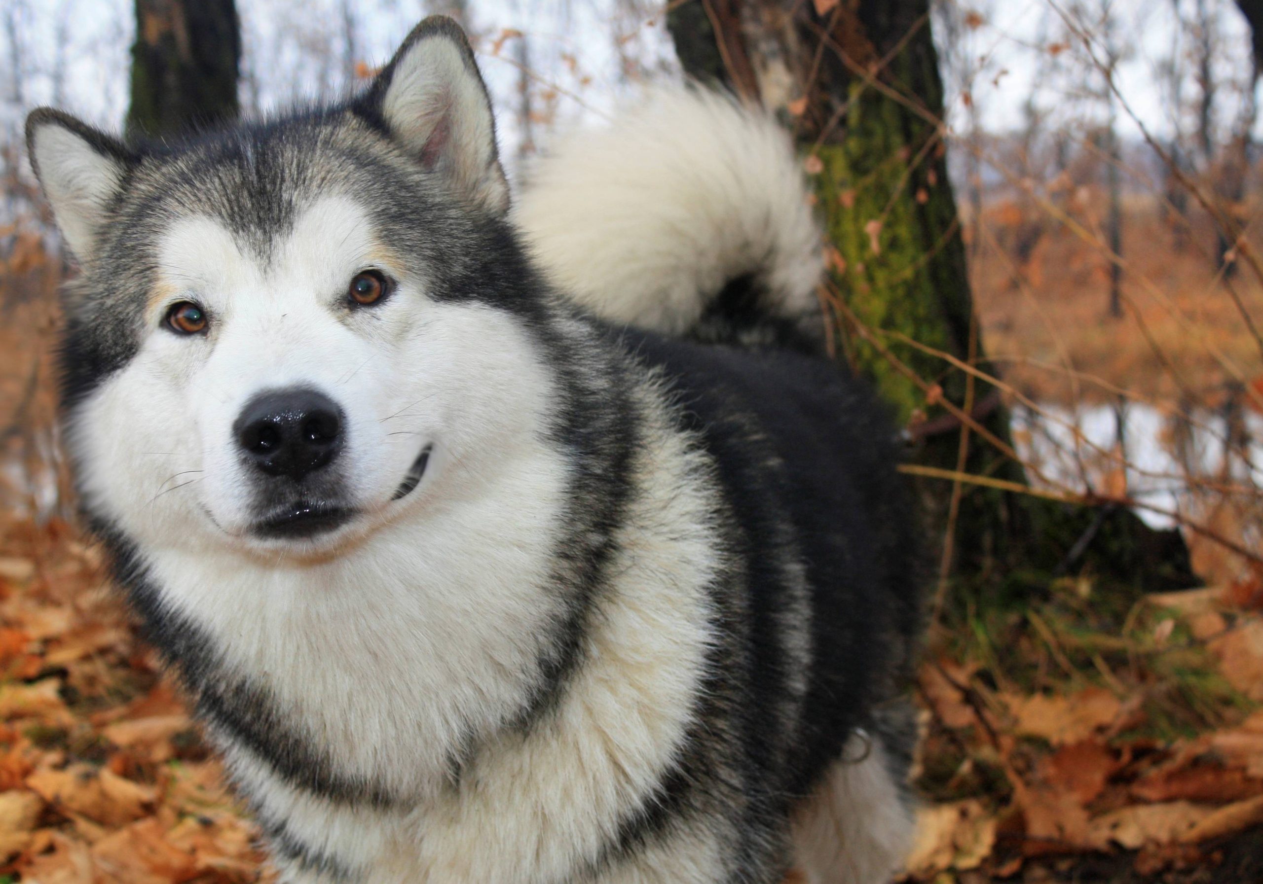 Image of Alaskan Malamute