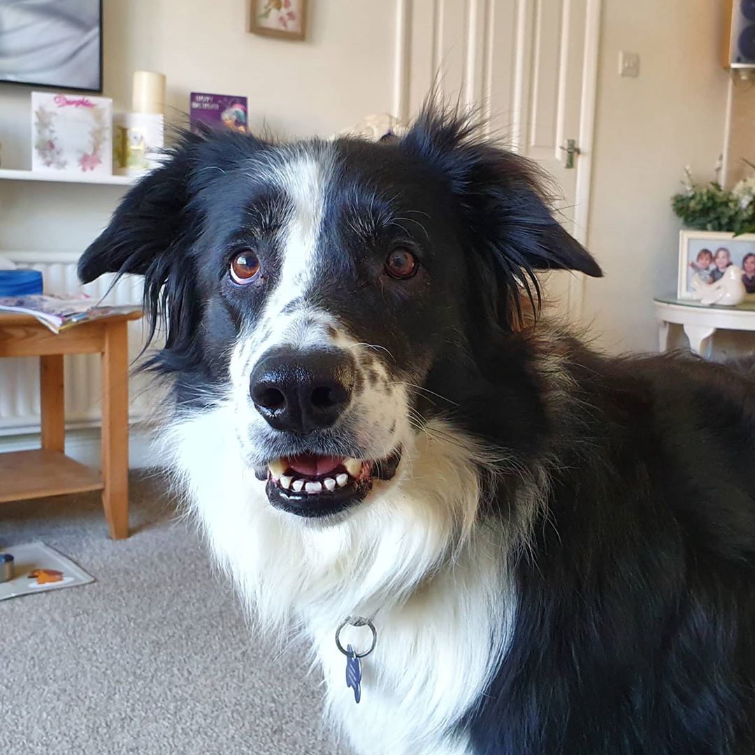 Image of Border Collie