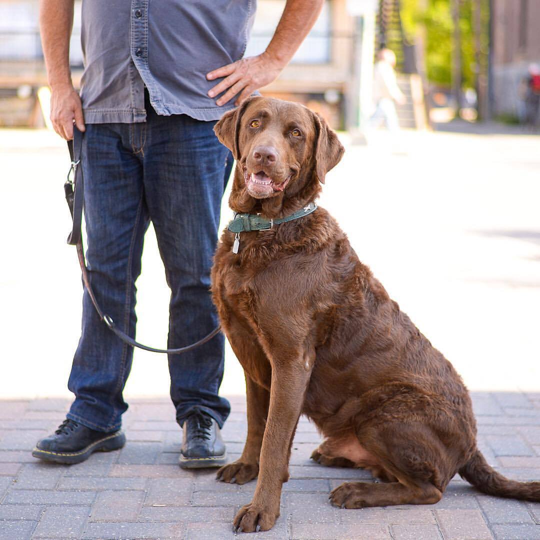 Image of Chesapeake Bay Retriever