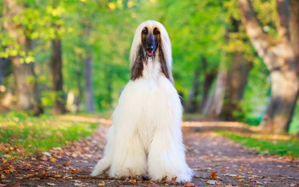 Image of Afghan Hound