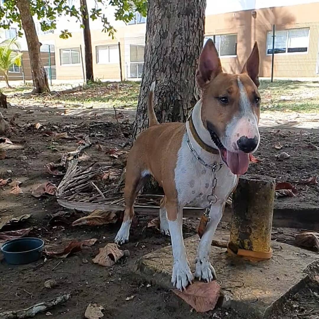 Bull Terrier