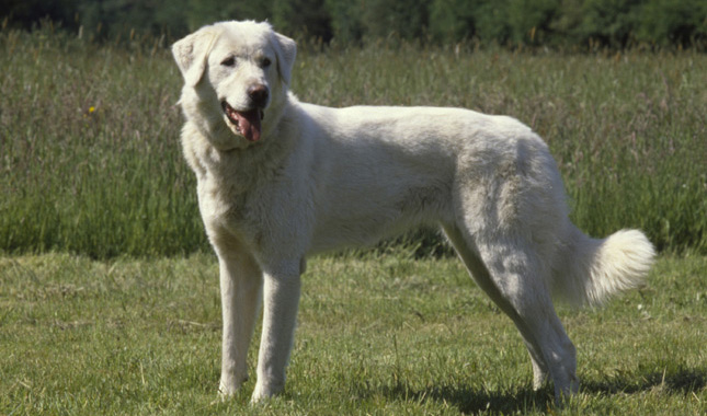 Image of Akbash Dog