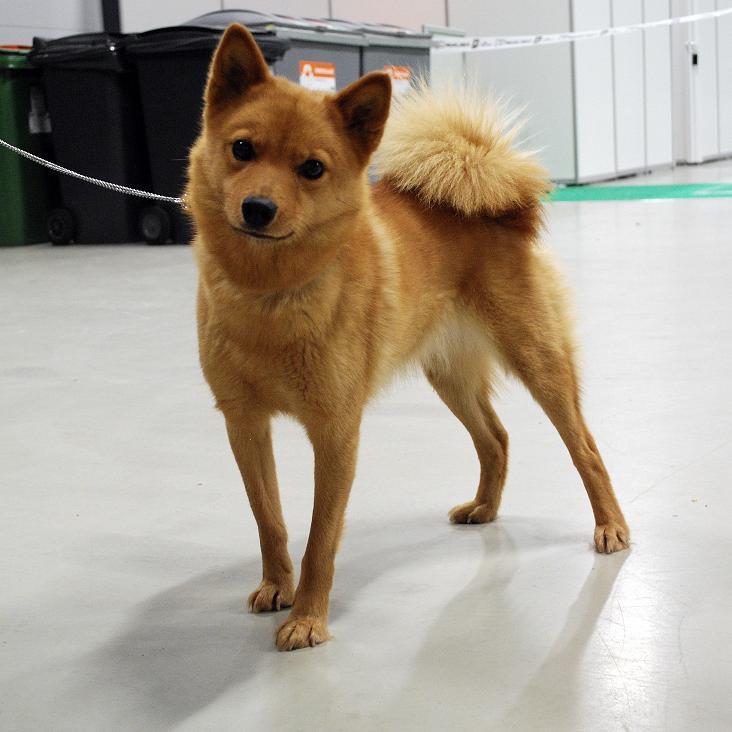 Finnish Spitz