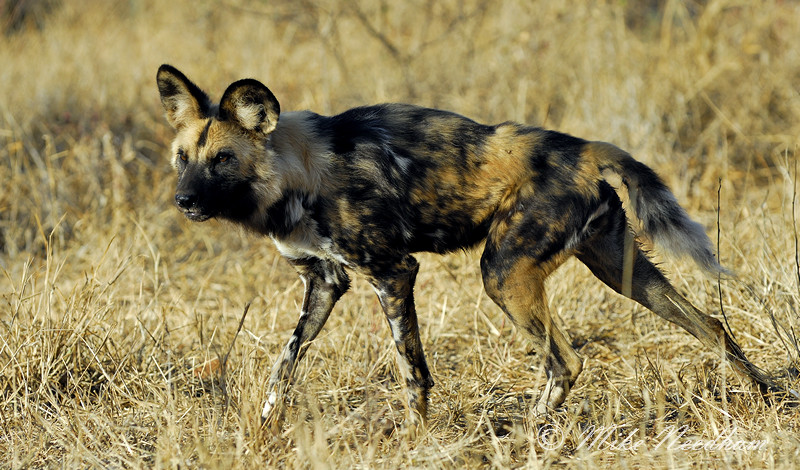 Image of African Hunting Dog