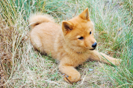 Finnish Spitz