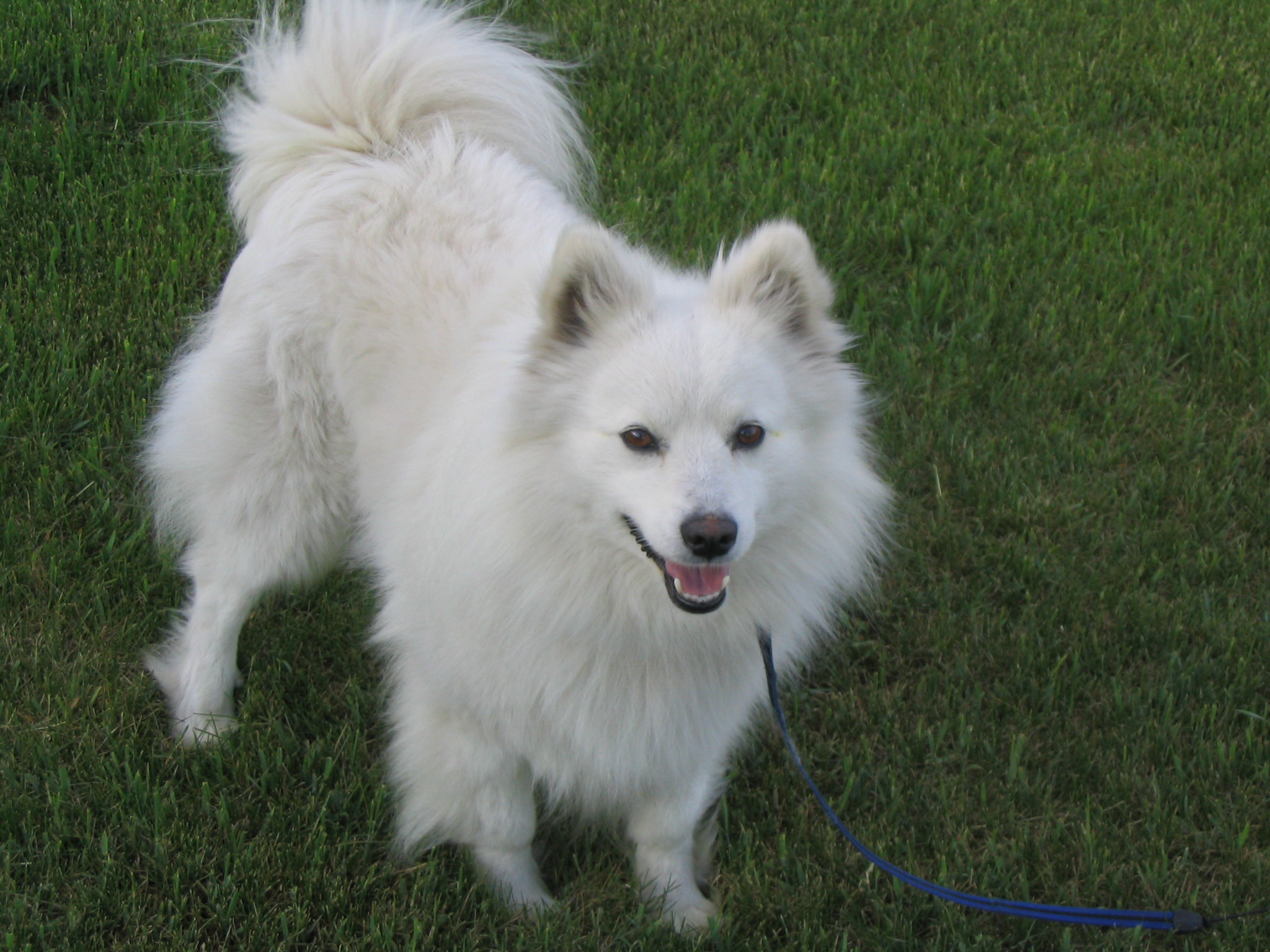 Image of American Eskimo Dog (Miniature)