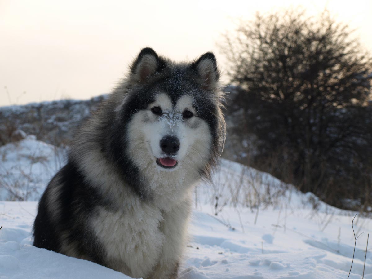 Image of Alaskan Malamute