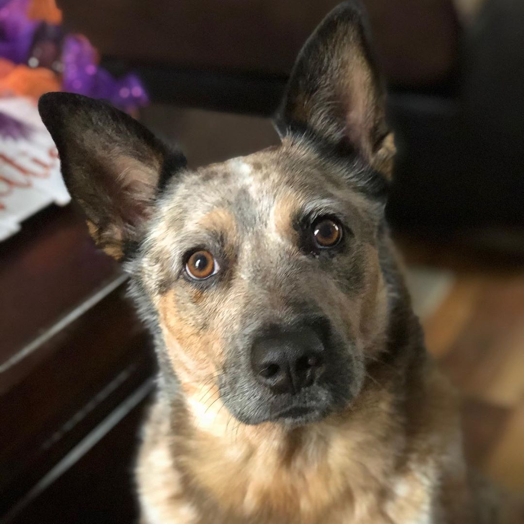 Image of Australian Cattle Dog