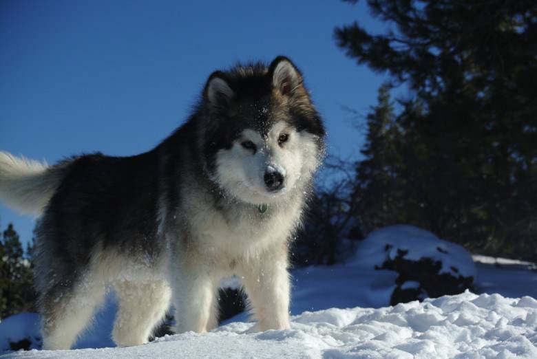 Image of Alaskan Malamute