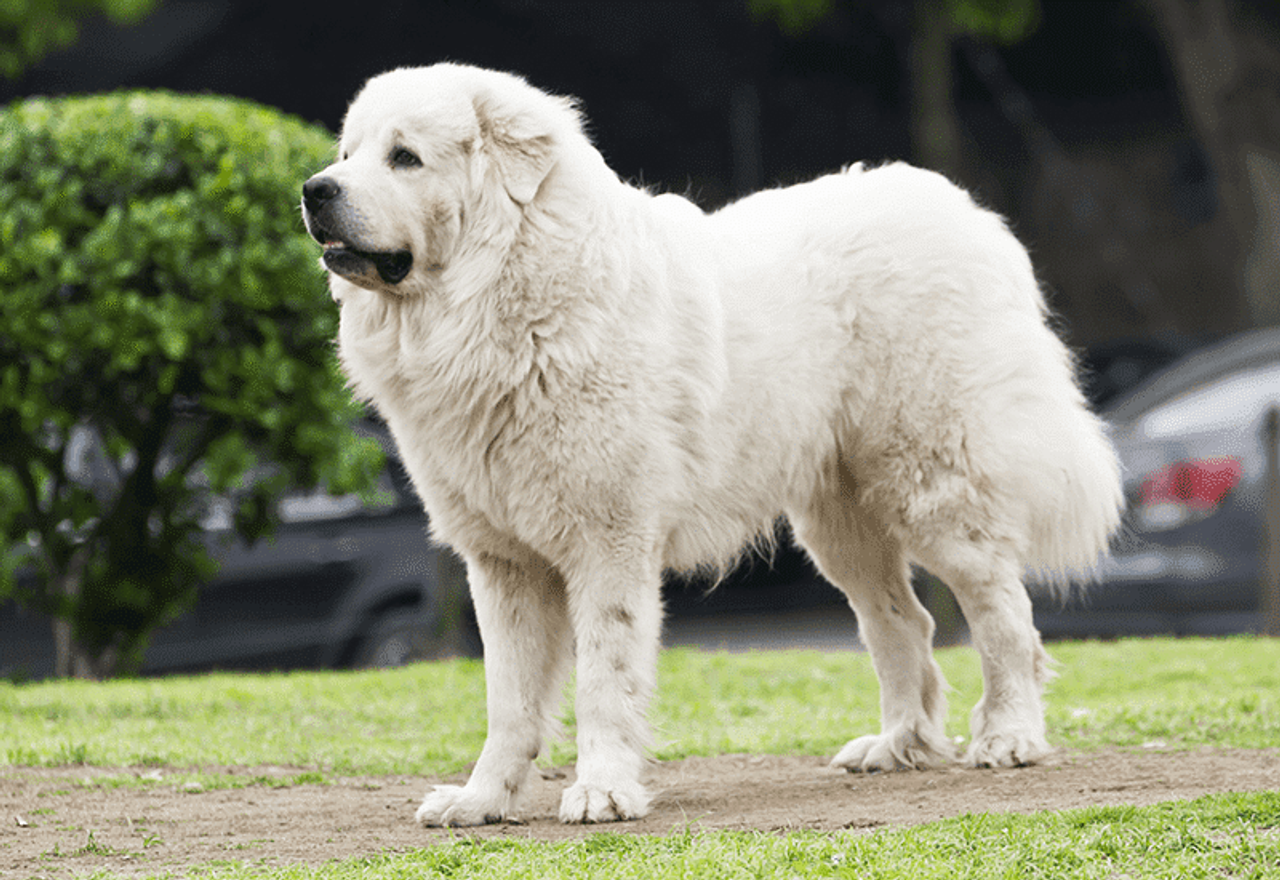 Great Pyrenees