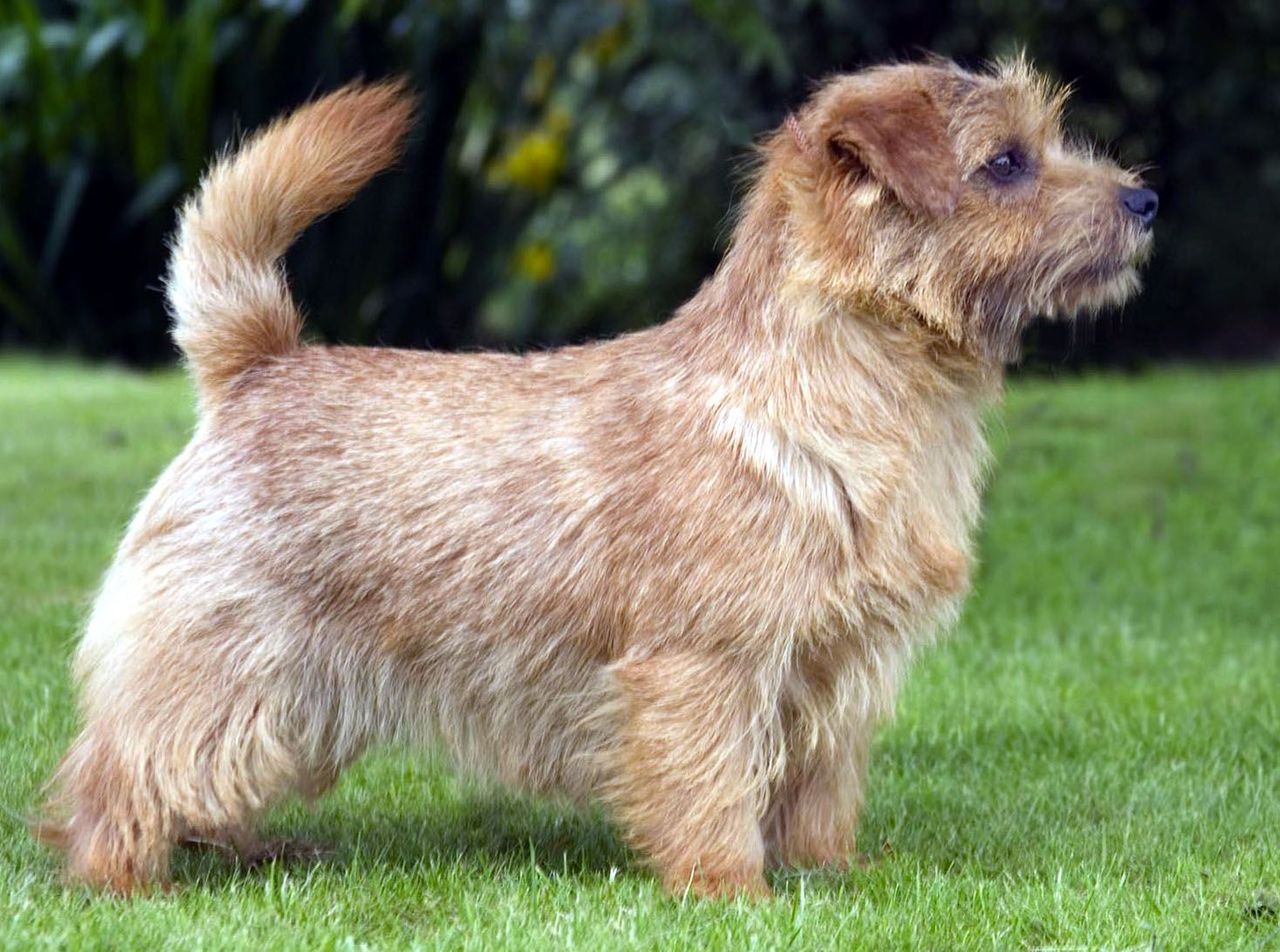 Norfolk Terrier