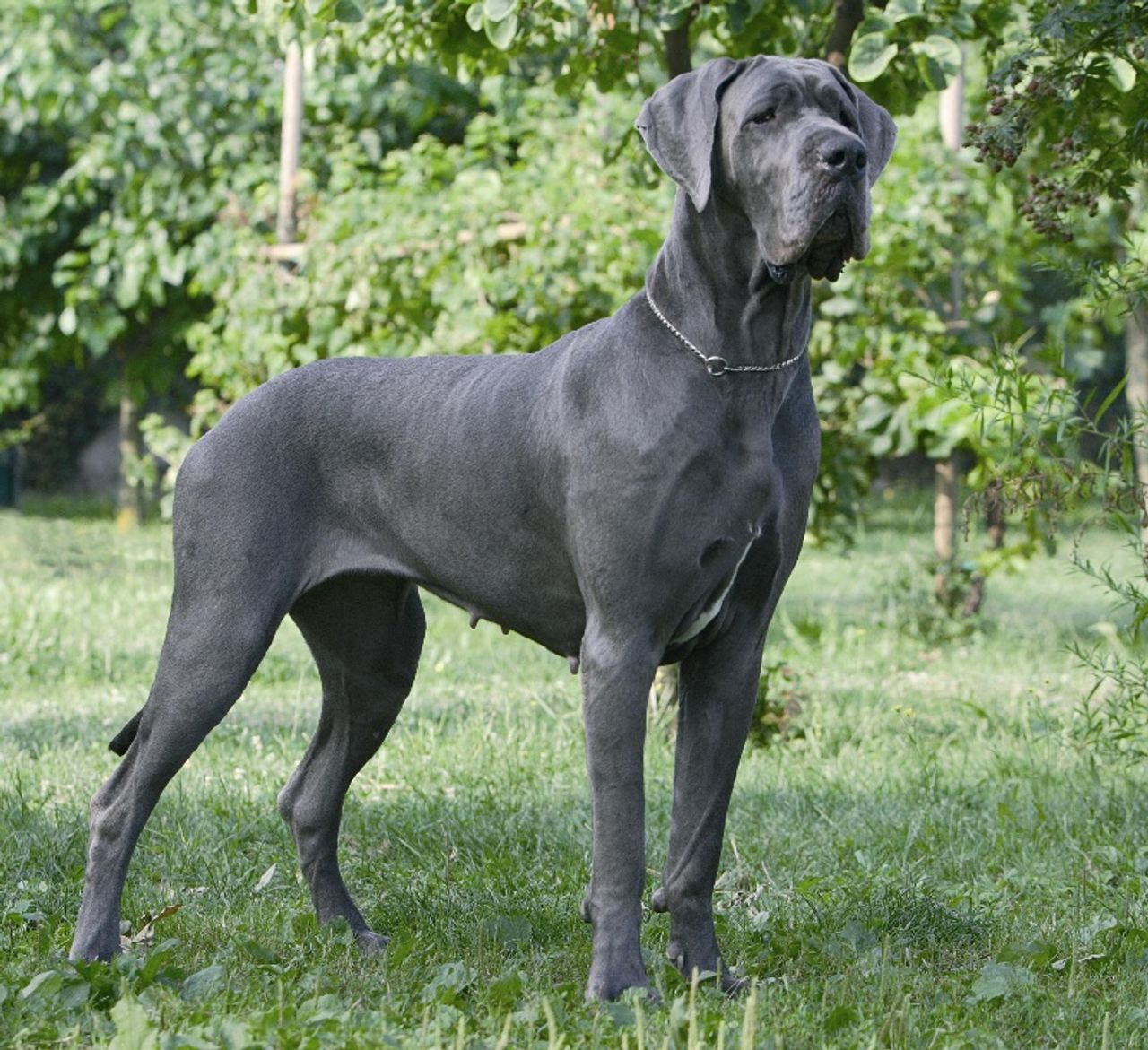 Great Dane