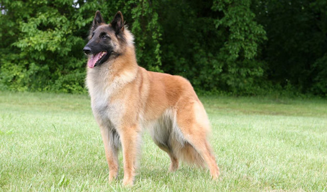 Belgian Tervuren