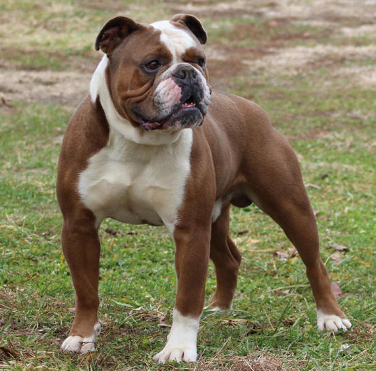 Olde English Bulldogge