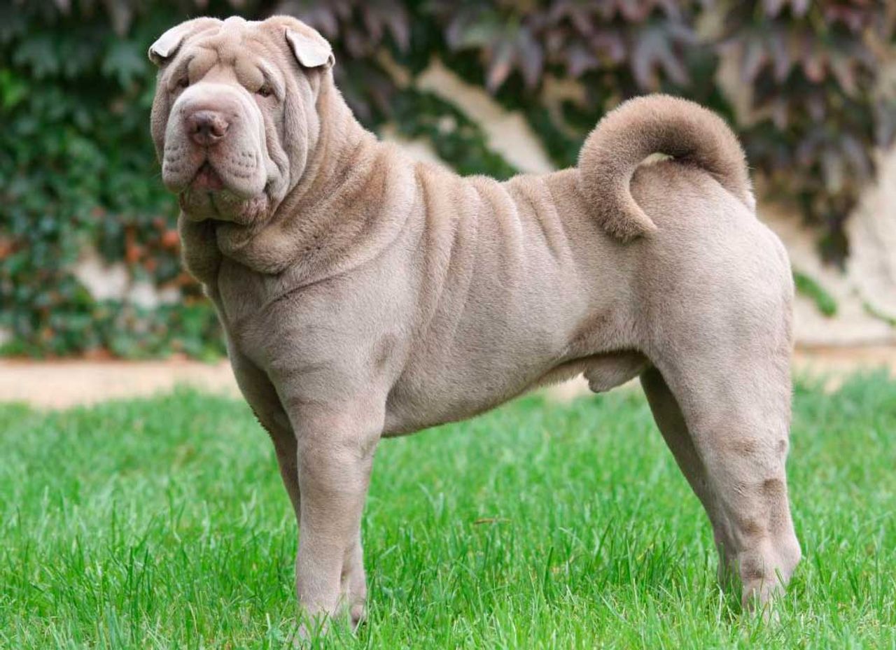 Chinese Shar-Pei