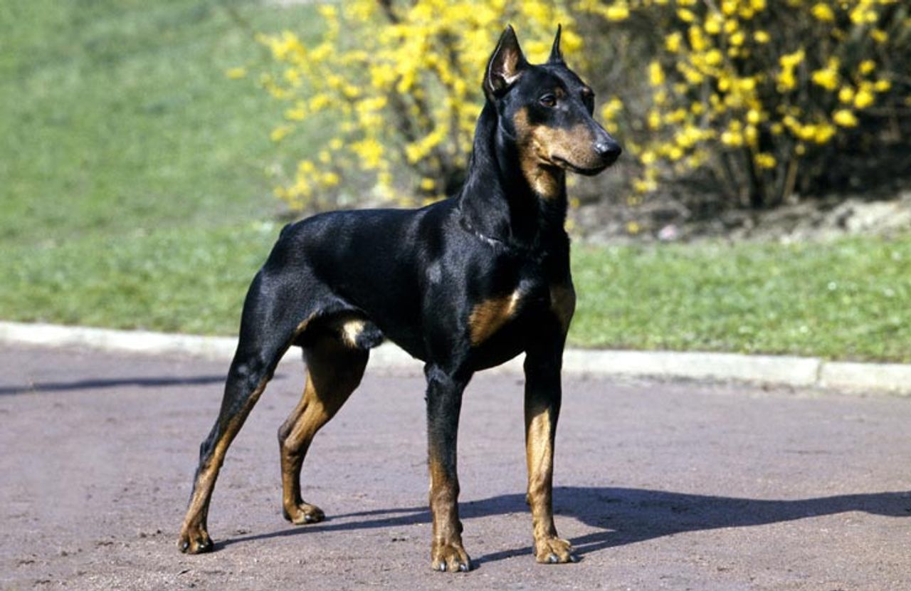 German Pinscher