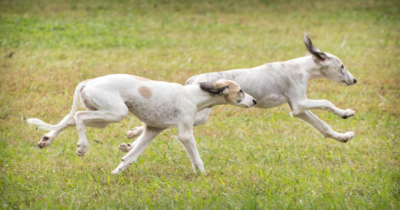 Saluki