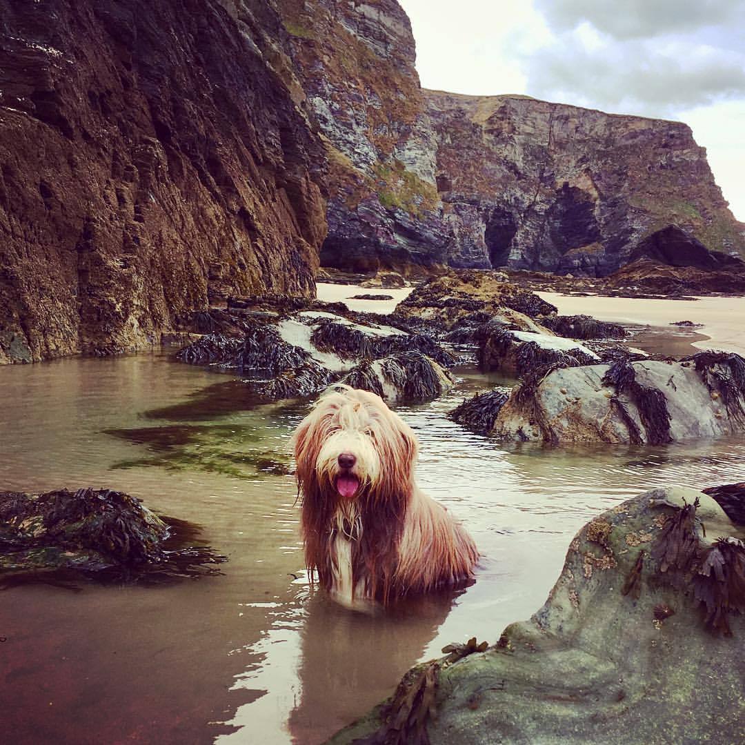 Bearded Collie