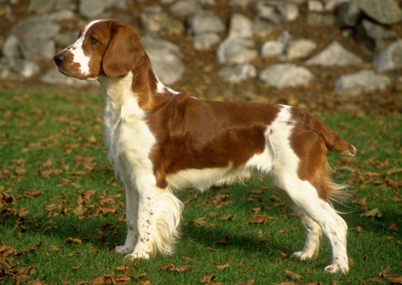 Welsh Springer Spaniel