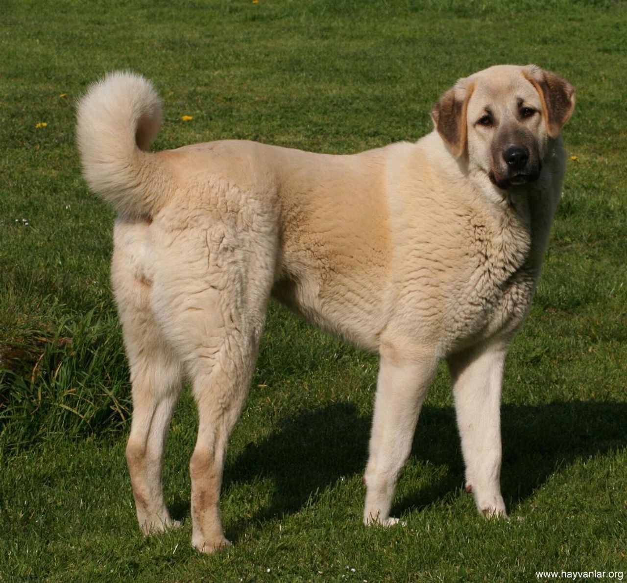 Anatolian Shepherd Dog