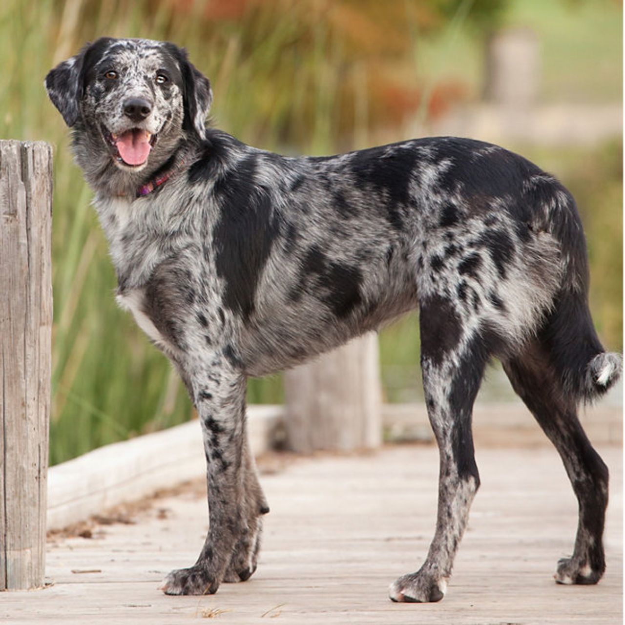 Catahoula Leopard Dog