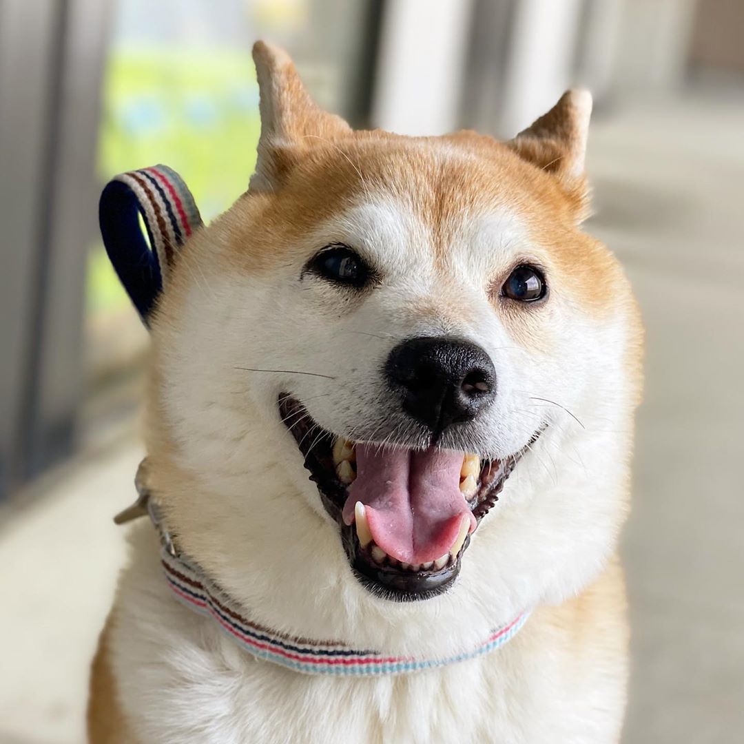 Shiba Inu