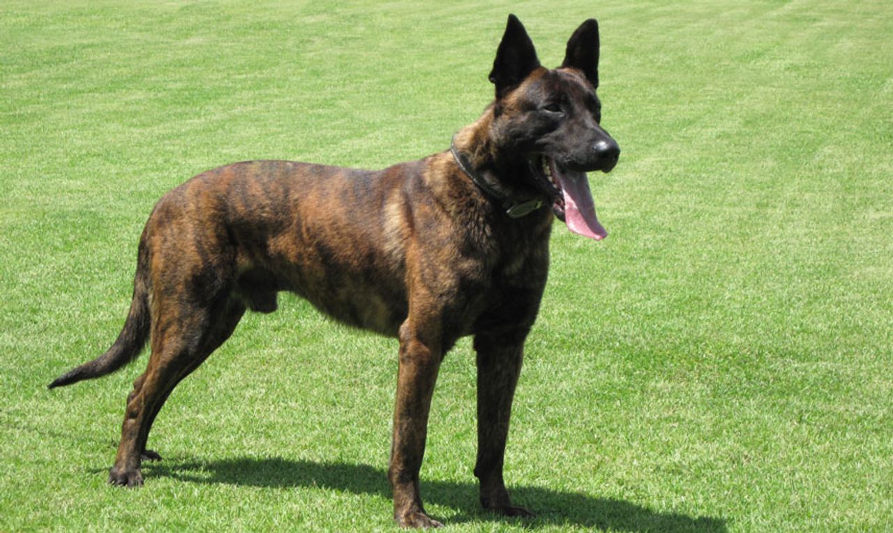 Dutch Shepherd