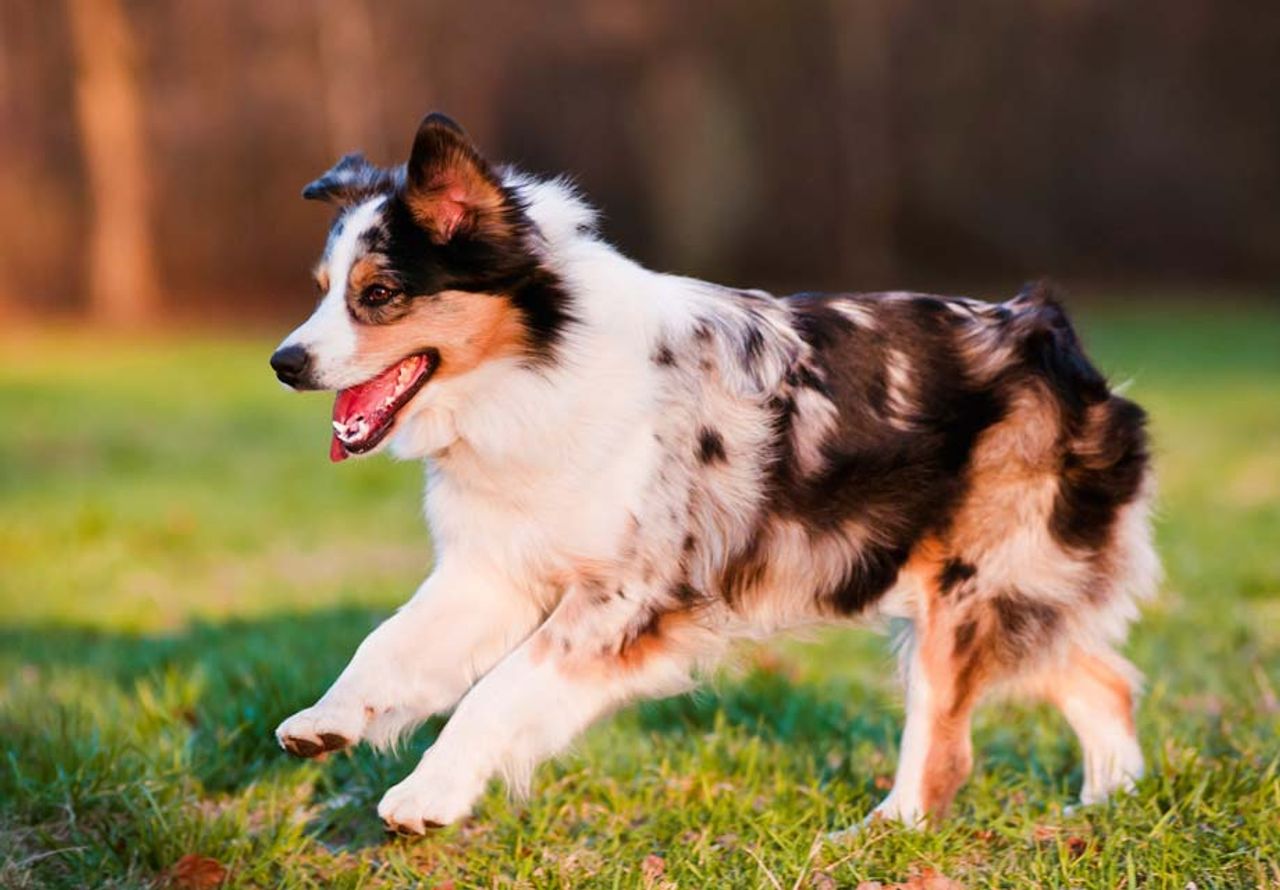 Miniature American Shepherd