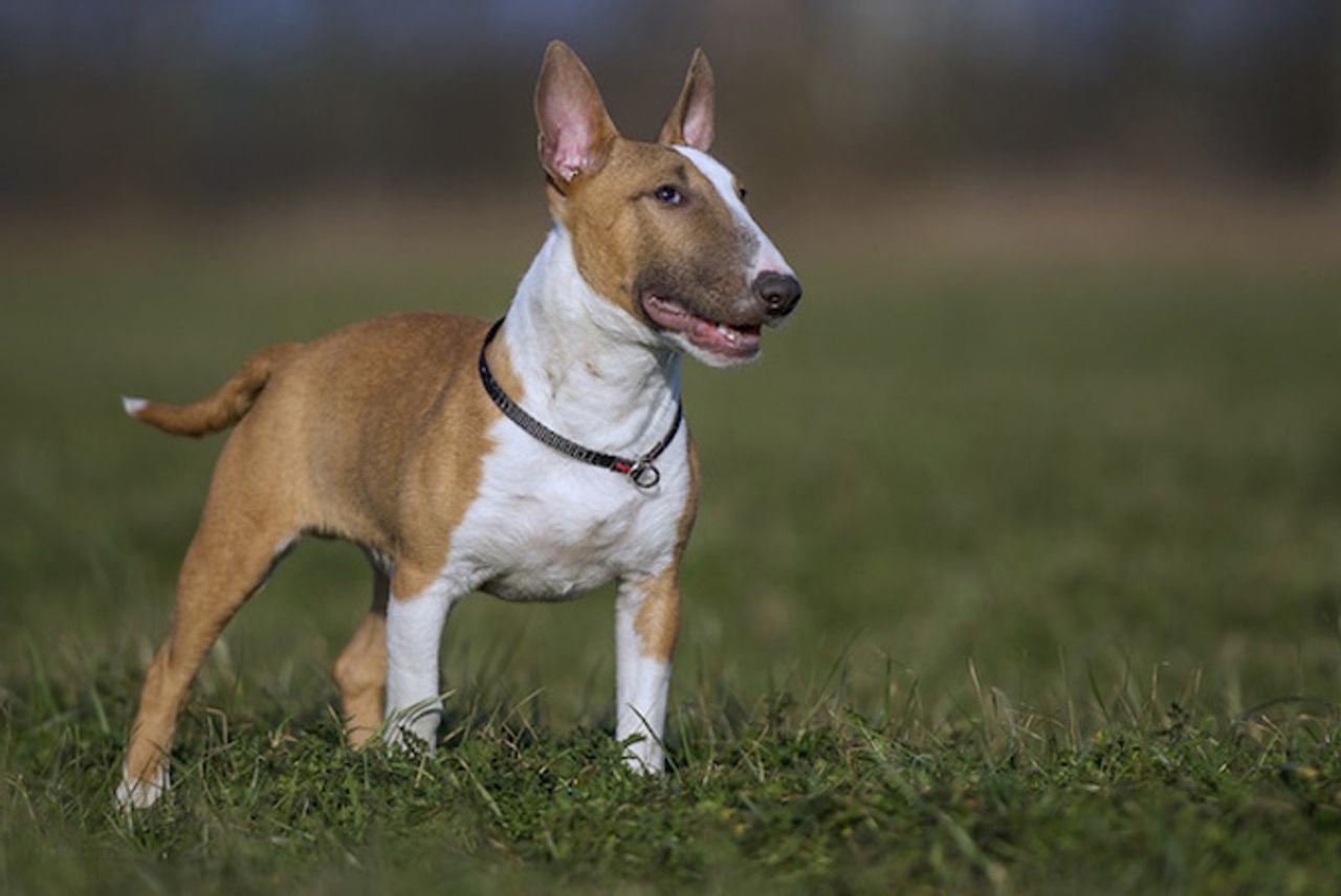 Bull Terrier (Miniature)