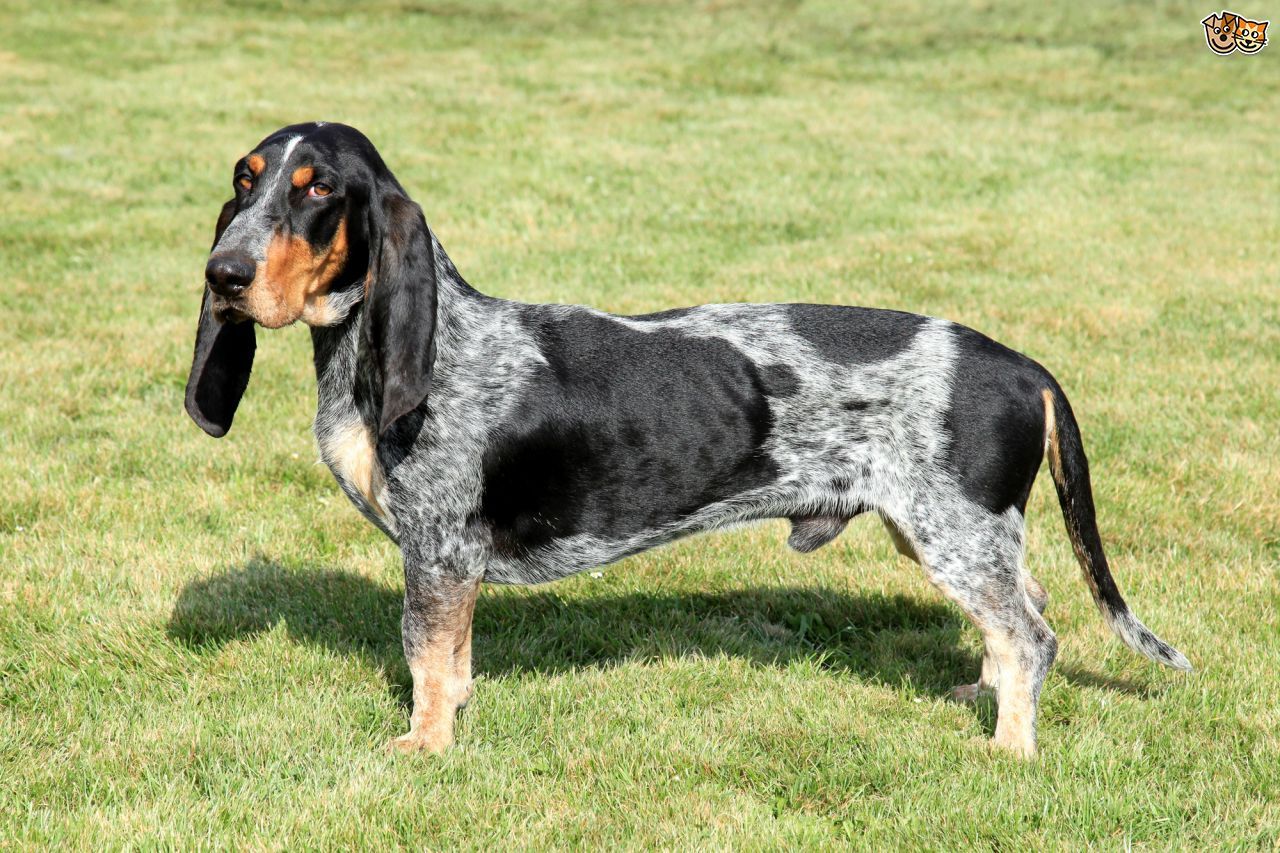 Basset Bleu de Gascogne