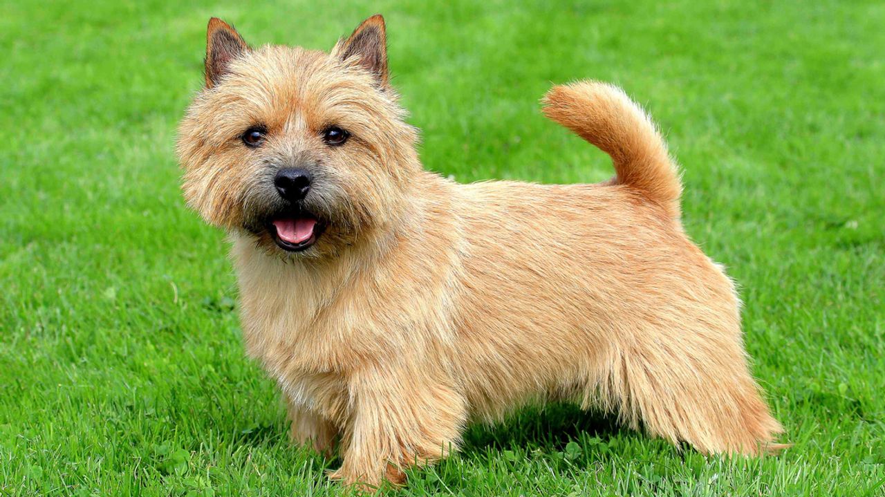 Norwich Terrier