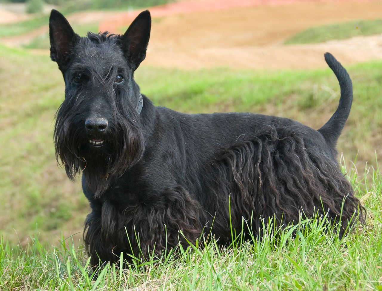 Scottish Terrier