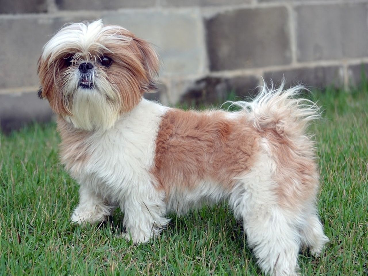 Shih Tzu