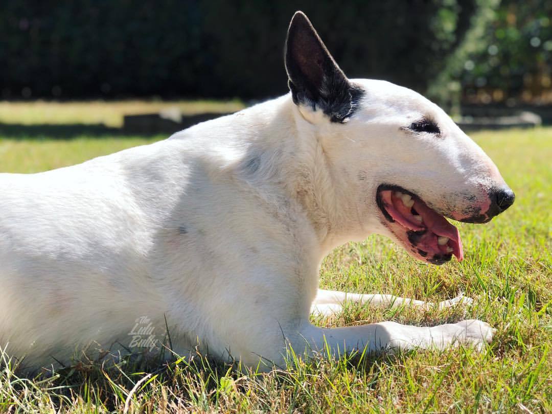 Image of Bull Terrier