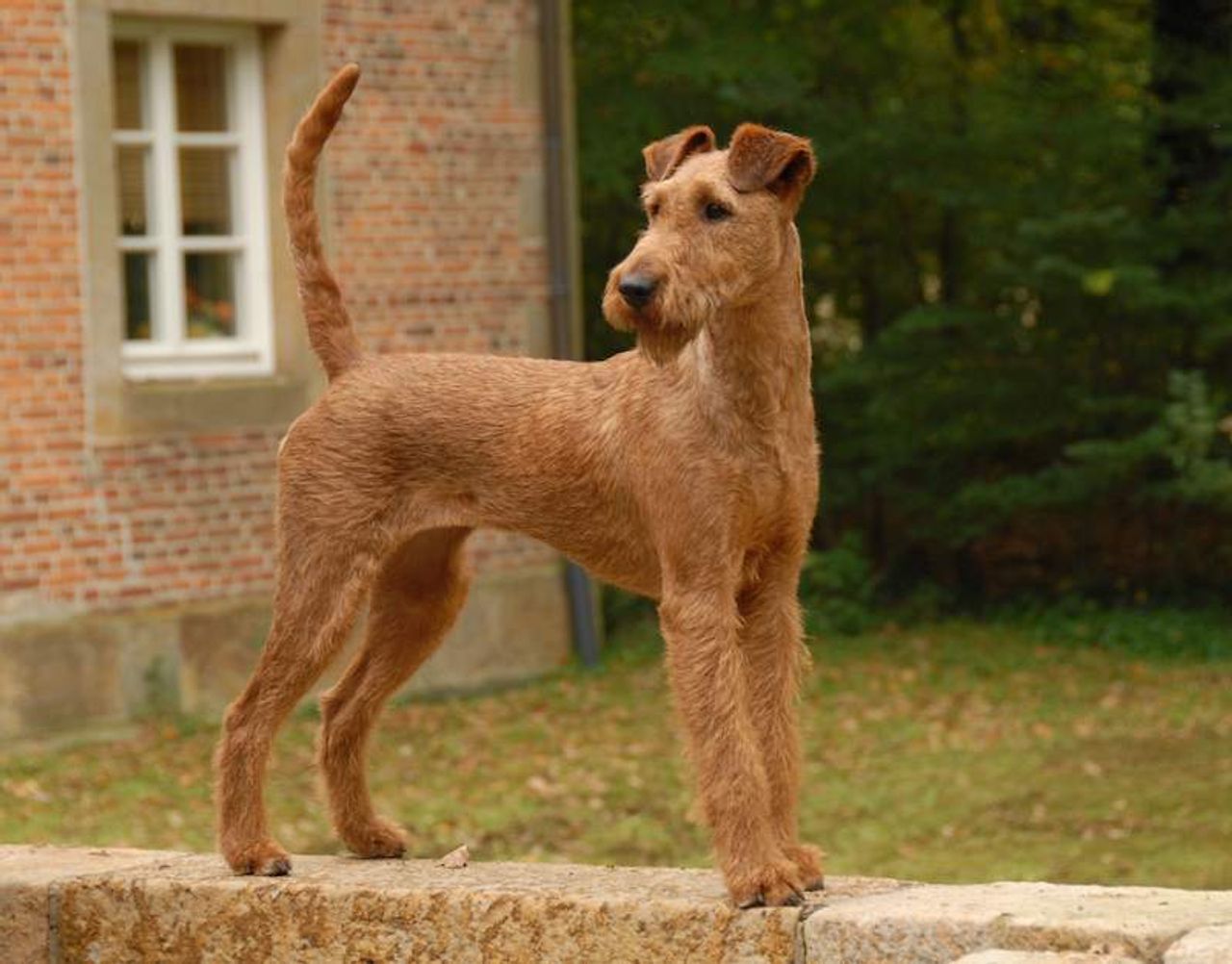 Irish Terrier