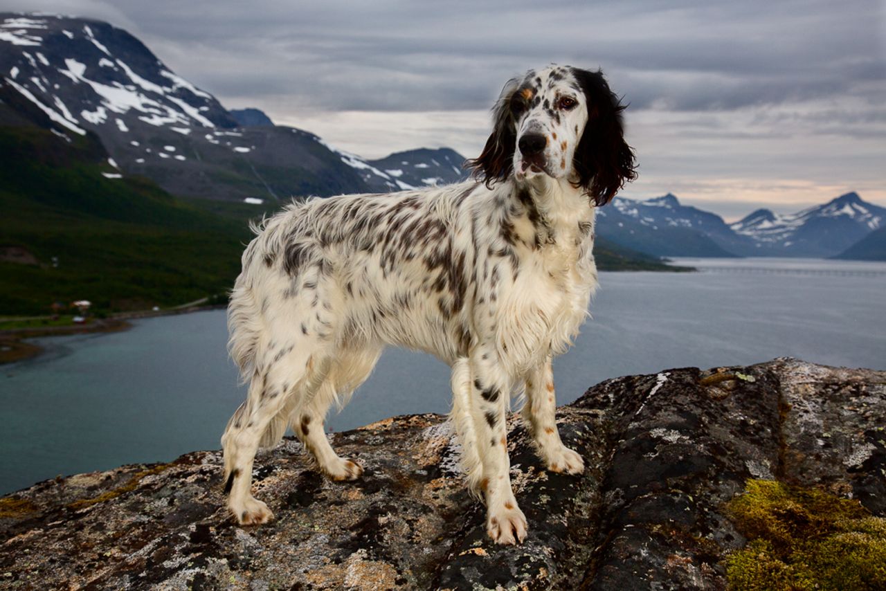 English Setter