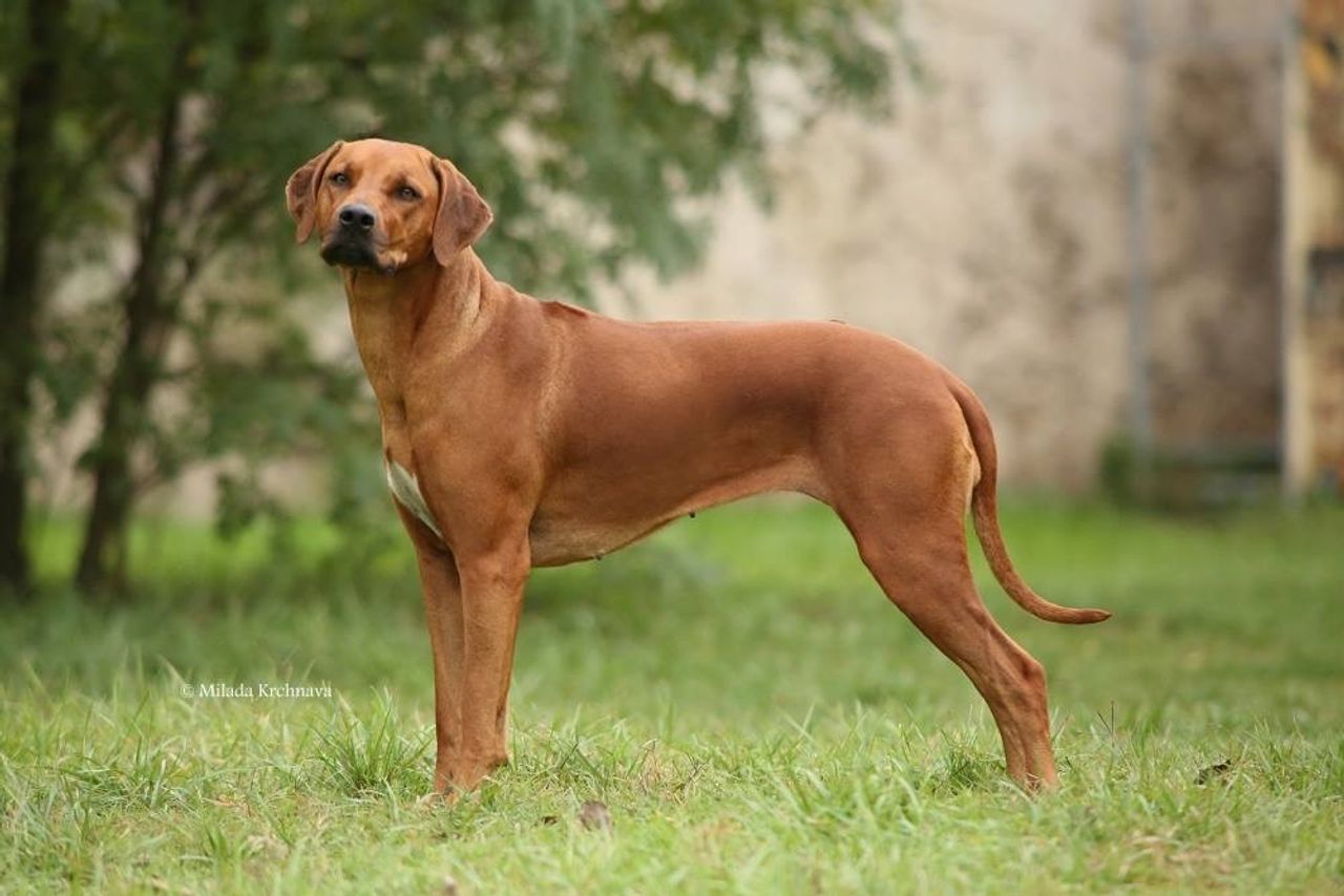 Rhodesian Ridgeback