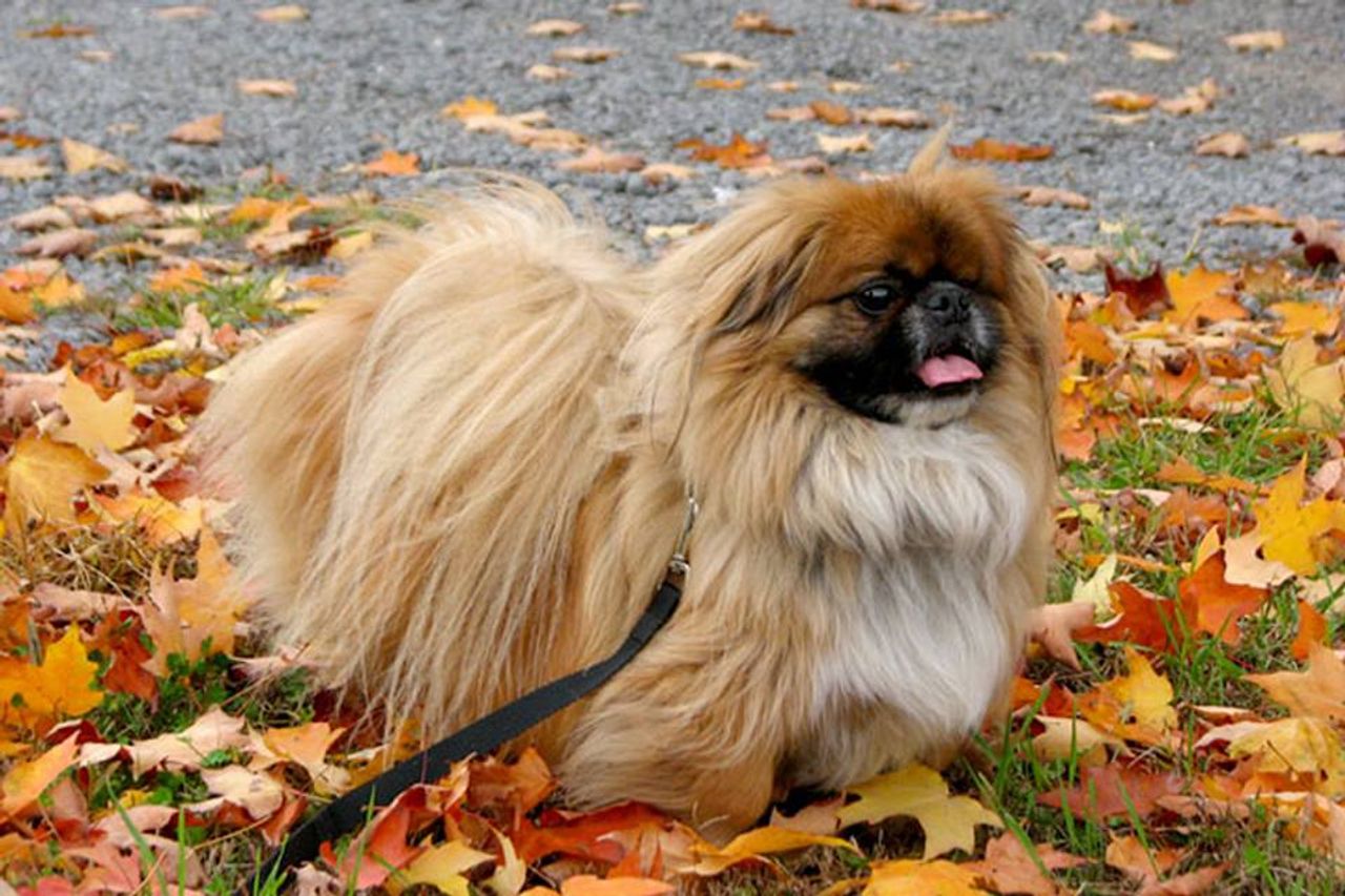 Pekingese