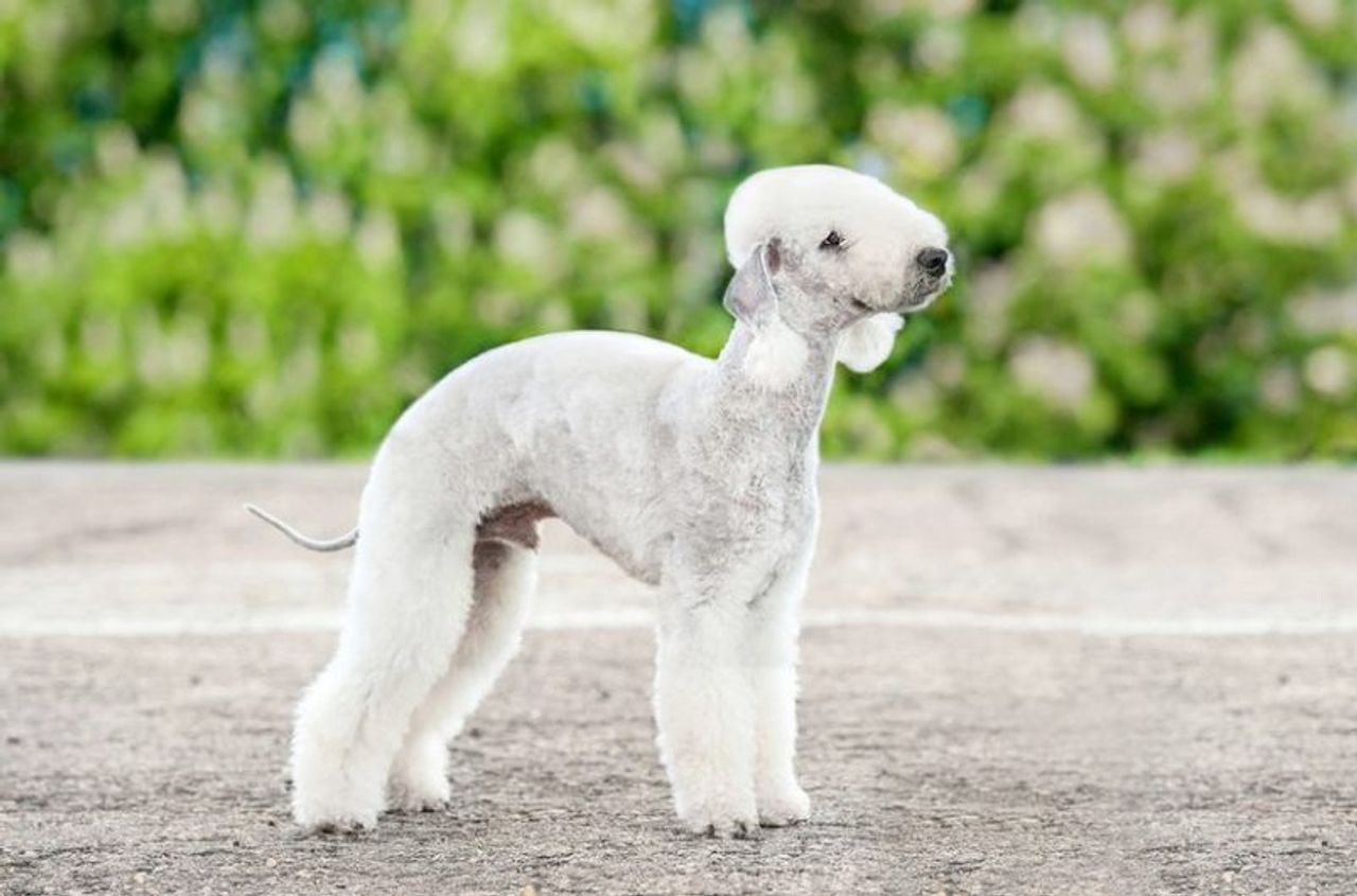 Bedlington Terrier