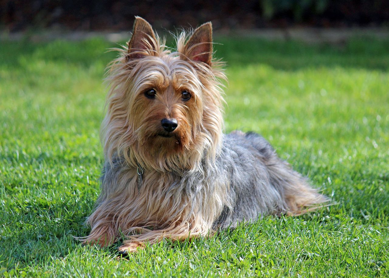 Silky Terrier