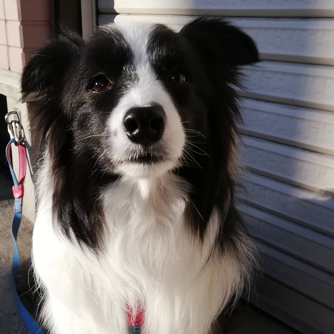 Border Collie