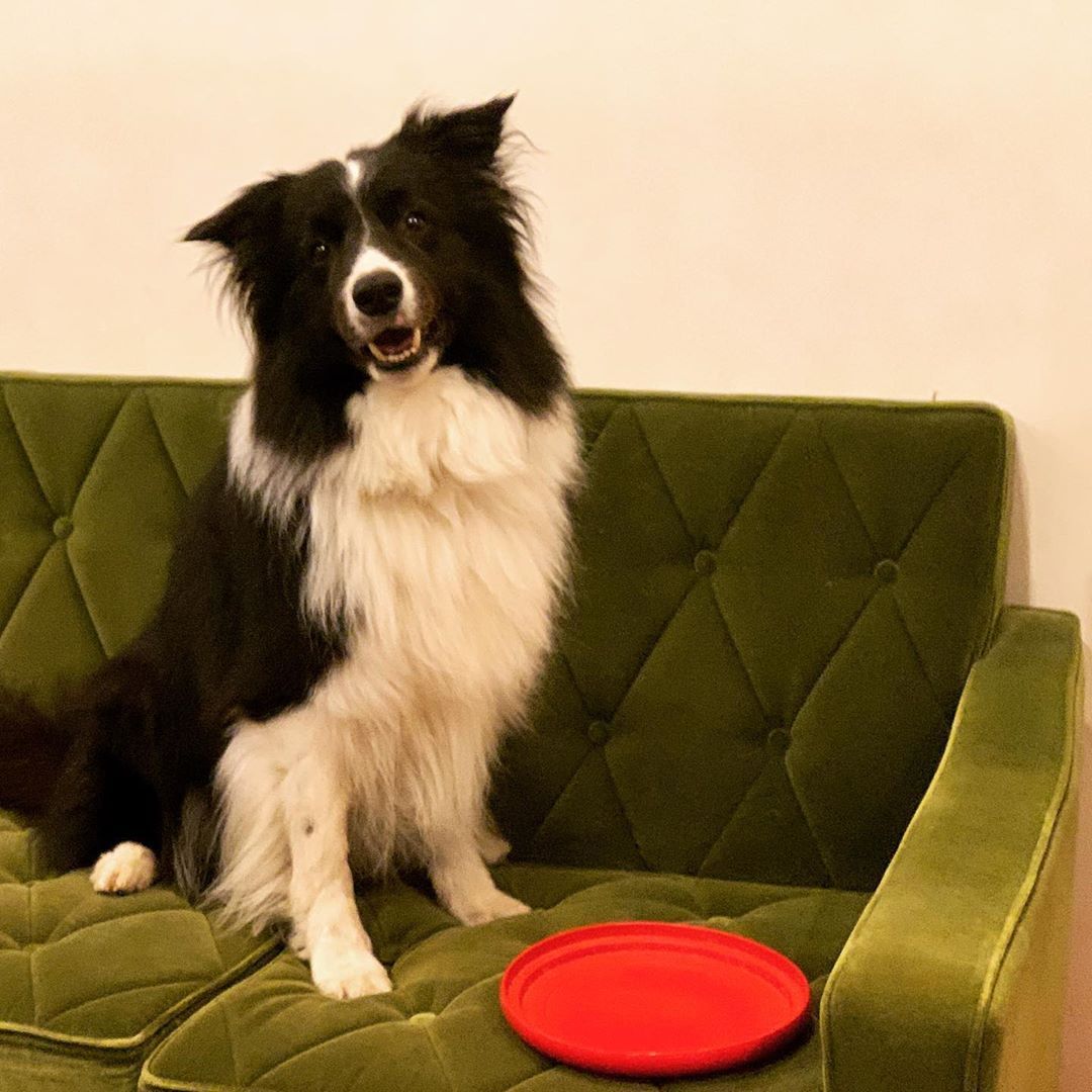 Image of Border Collie